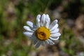 A group of white daisies in the meadow Royalty Free Stock Photo