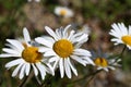 A group of white daisies in the meadow Royalty Free Stock Photo