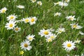 Group of white daisies in the sun, in the wild Royalty Free Stock Photo