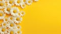 A group of white daisies on a yellow background Royalty Free Stock Photo