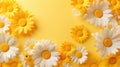 A group of white daisies on a yellow background Royalty Free Stock Photo