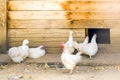 A group of white decorative purebred chickens in an aviary. Chicken coop with beautiful purebred chickens