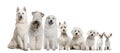 Group of white dogs sitting