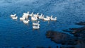 A group of white domestic geese swim on a frozen river outside in the cold morning. Horizontal view Royalty Free Stock Photo