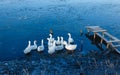 A group of white domestic geese swim on a river outside in the morning. Royalty Free Stock Photo