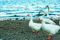 a group of white ducks Royalty Free Stock Photo