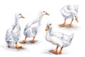 Group of White Ducks Royalty Free Stock Photo