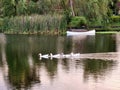 A group of white ducks swim in the lake at dusk. Royalty Free Stock Photo