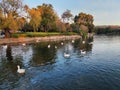 A group of white ducks swimming in a lake