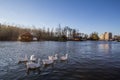 Group of white ducks swimming on the river Tamis Reka in the city center of Pancevo