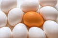 Group of white eggs, one brown egg Royalty Free Stock Photo