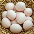 A group of white eggs rests in a nest made of dry straw. The eggs are smooth and Royalty Free Stock Photo