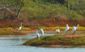 Group of white egrets in the c