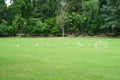 The group of white egrets standing on a green grass field Royalty Free Stock Photo