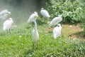 A group of white egrets standing in wetland