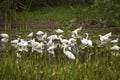 Group of white egrets wading in a swamp in Florida. Royalty Free Stock Photo