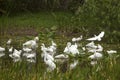 Group of white egrets wading in a swamp in Florida. Royalty Free Stock Photo