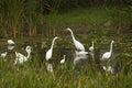 Group of white egrets wading in a swamp in Florida. Royalty Free Stock Photo