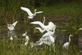 Group of white egrets wading in a swamp in Florida. Royalty Free Stock Photo