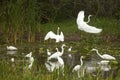 Group of white egrets wading in a swamp in Florida. Royalty Free Stock Photo