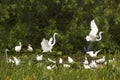 Group of white egrets wading in a swamp in Florida. Royalty Free Stock Photo