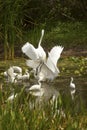 Group of white egrets wading in a swamp in Florida. Royalty Free Stock Photo