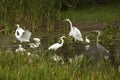 Group of white egrets wading in a swamp in Florida. Royalty Free Stock Photo