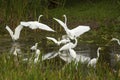 Group of white egrets wading in a swamp in Florida. Royalty Free Stock Photo