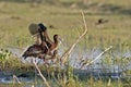 Group of White-faced Ibis, Plegadis chihi, in wetlands Royalty Free Stock Photo