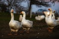 White fattened geese at dusk next to a busy road Royalty Free Stock Photo