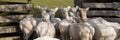 A group of white fawns, turning their backs towards the camera