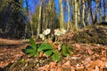 Group of white flowering christmas rose (Helleborus niger) spring flowers