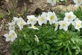 Group of white flowers of Anemonoides sylvestris in May Royalty Free Stock Photo