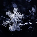 Group of white flowers in black and white with blurred background in the forest