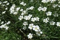 Group of white flowers of Cerastium tomentosum Royalty Free Stock Photo