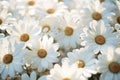 a group of white flowers