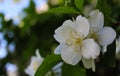 Group of white flowers with dark green background. Philadelphus coronarius, sweet mock-orange, English dogwood Royalty Free Stock Photo