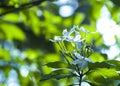 GROUP OF WHITE FLOWERS