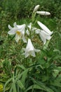Group of white flowers of Lilium candidum Royalty Free Stock Photo