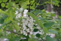 Group of white flowers of Robinia pseudoacacia Royalty Free Stock Photo