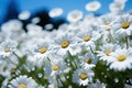 a group of white flowers with water drops