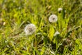 Group of White fluffy dandelion heads with seeds is on a beautiful blurred green background Royalty Free Stock Photo