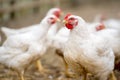 Group of white free range chicken, broilers farm. Royalty Free Stock Photo