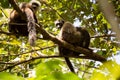 Group of White-fronted Lemur, Eulemur albifrons, resting on a tree, the national park Nosi Mangabe, Madagascar Royalty Free Stock Photo