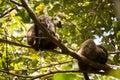 Group of White-fronted Lemur, Eulemur albifrons, resting on a tree, the national park Nosi Mangabe, Madagascar Royalty Free Stock Photo