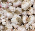 White garlic bulbs Royalty Free Stock Photo