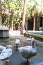 Group of white geese in medieval historic courtyard of church in Barcelona Royalty Free Stock Photo