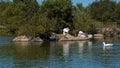 Group of white geese standing on an island in a pond on a warm summer day, preening feathers. Royalty Free Stock Photo