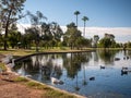 Group of white geese standing on the shore of the artificial reflective lake under the sunlight