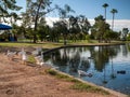 Group of white geese standing on the shore of the artificial reflective lake under the sunlight